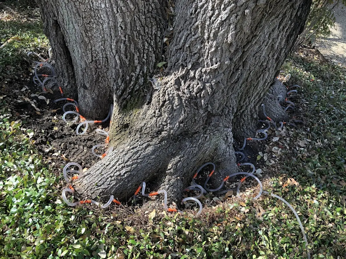 Detailed Tree Cabling and Bracing job site in Pacolet Mills